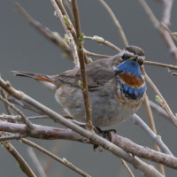 Bluethroat (Red-spotted)